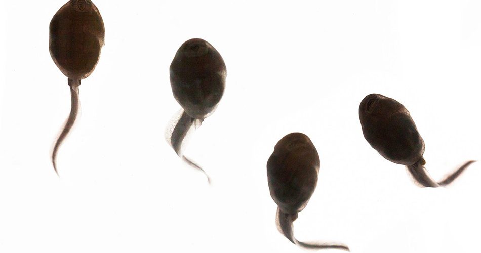 Deals | Perfect Timing for A Perfect Baby, Bemaner Tester Tells How Healthy is Your Tadpole
