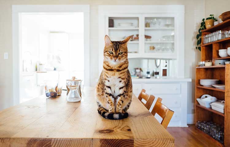 Deals | The Increasinly Popular WeChat Mini Program MeowCard Mirrors the Booming Cat Economy and The Life of Empty-Nest Youths