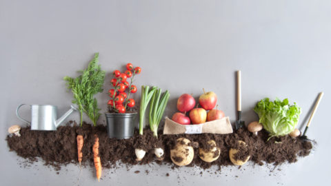 Photo:Shutterstock.com