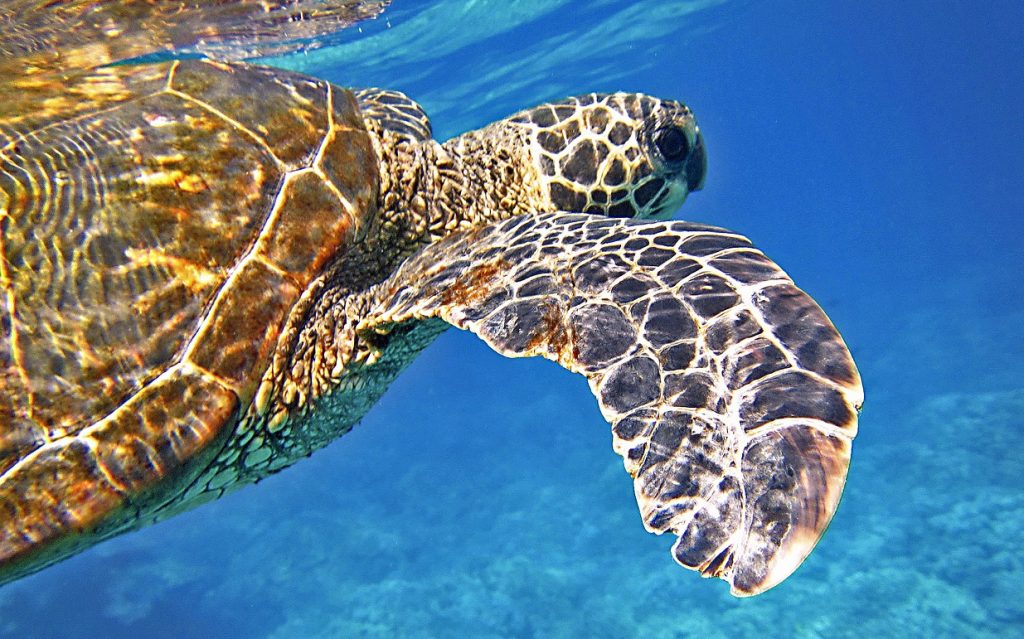 A comprehensive report on SEA’s tech startup ecosystem