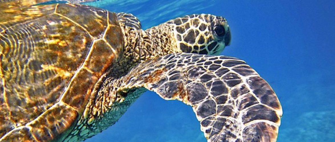 A comprehensive report on SEA’s tech startup ecosystem