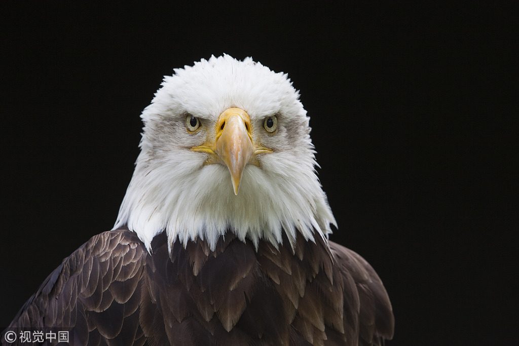 600-03003450
© Christina Krutz
Model Release: No
Property Release: No
Close-Up of Bald Eagle
