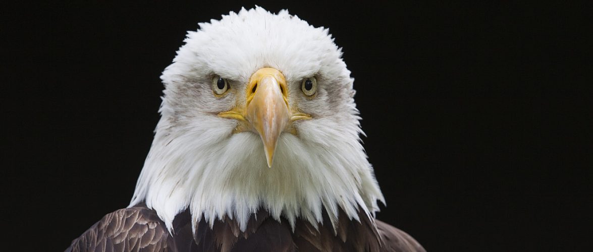 600-03003450
© Christina Krutz
Model Release: No
Property Release: No
Close-Up of Bald Eagle