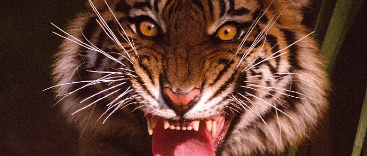 The Tiger: Investors behind Tencent and JD.com