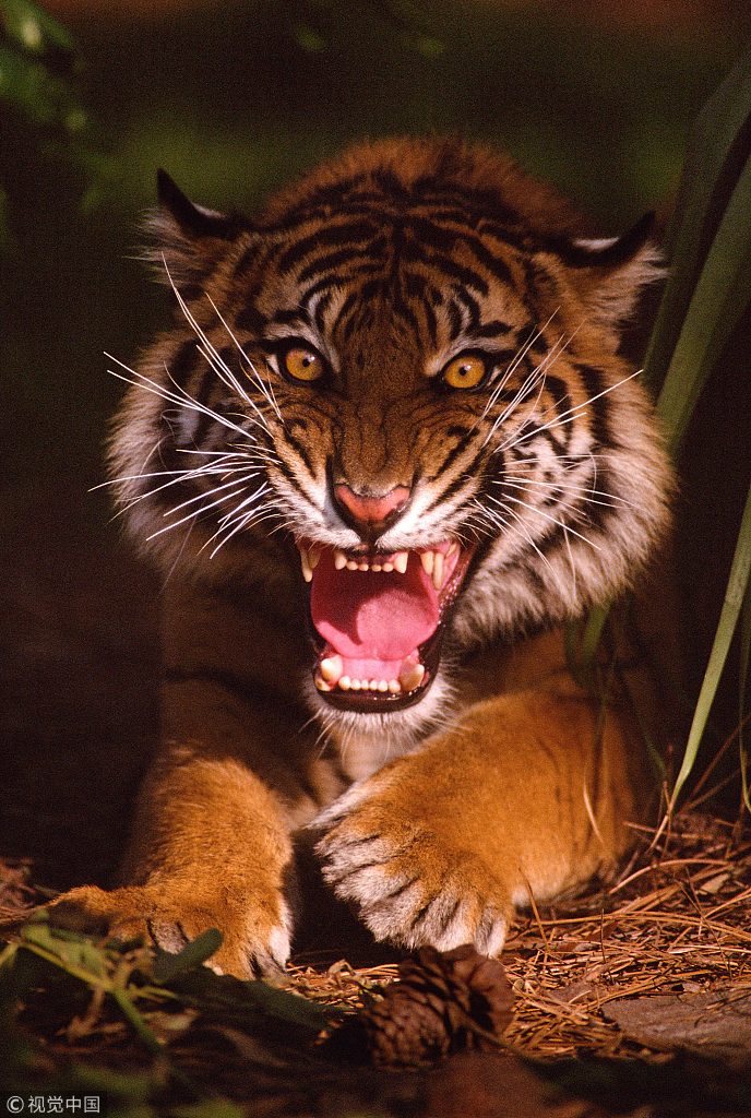 The Tiger: Investors behind Tencent and JD.com