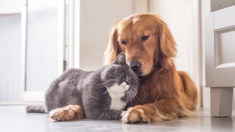 Tencent invests in China’s largest animal hospital chain