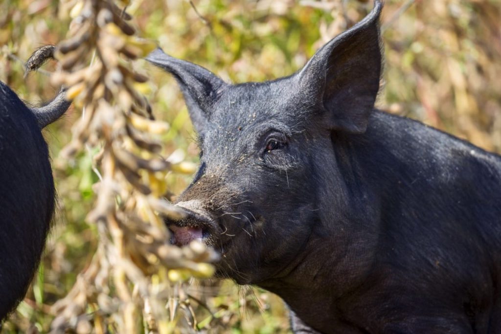 JD.com enters the pork business