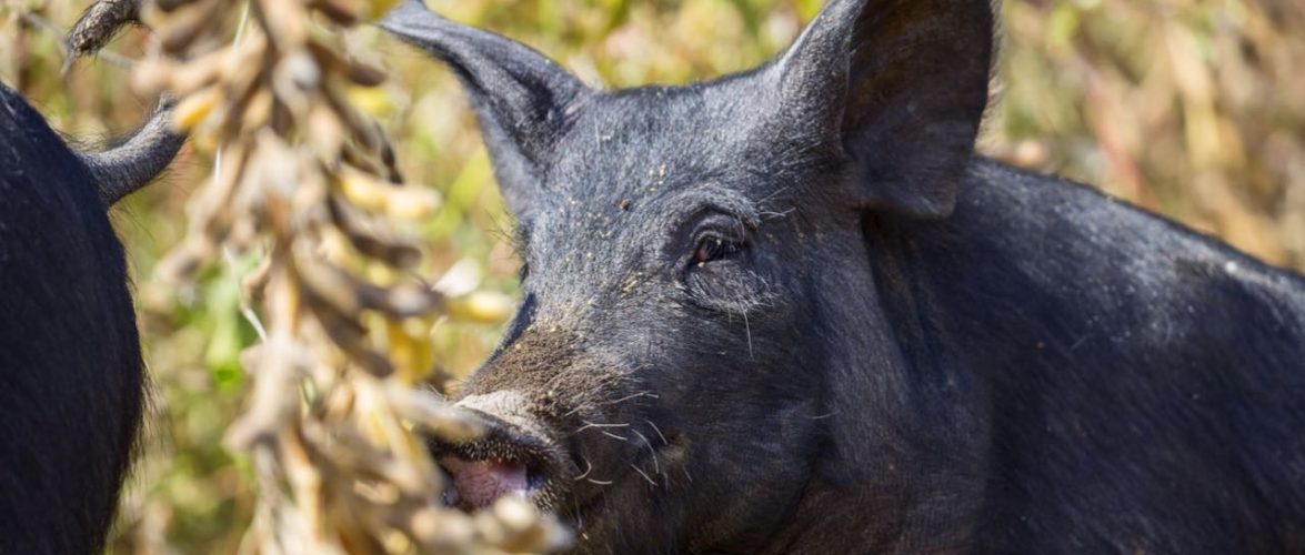 JD.com enters the pork business