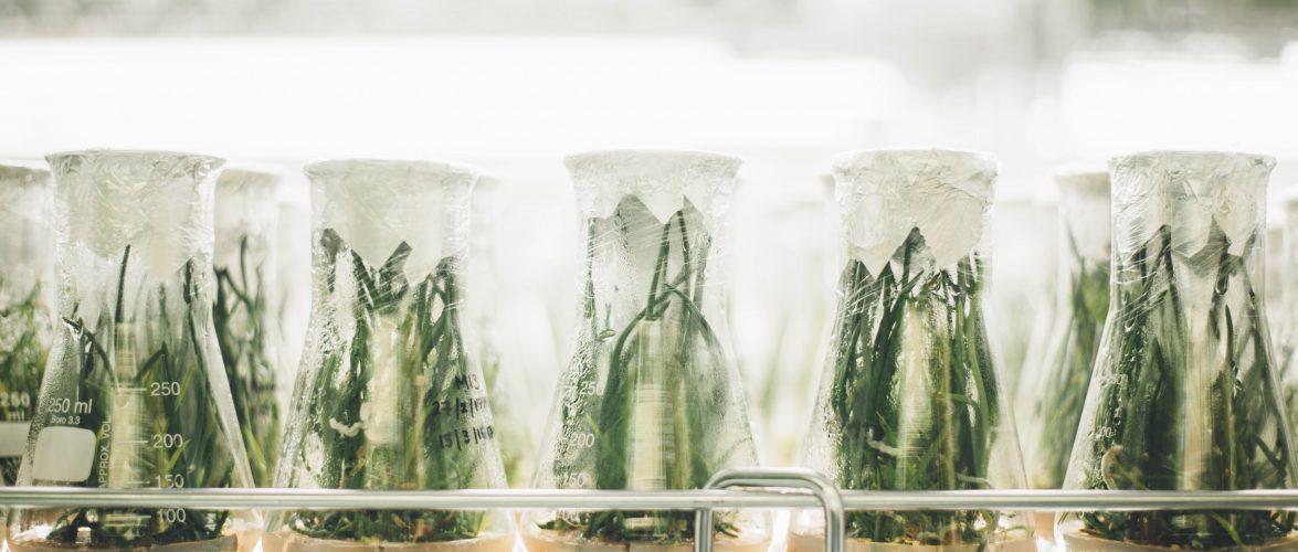 Singapore’s new calling: Become the innovation hub for Asian agriculture