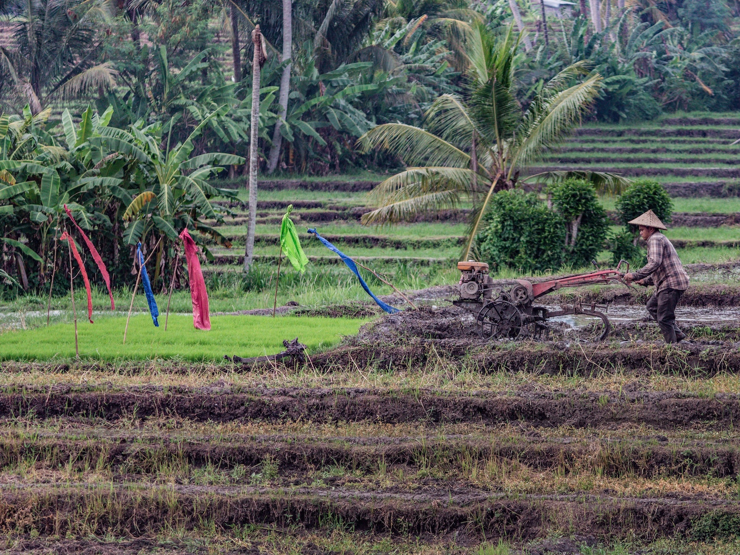 Indonesian agritech: complicated, but promising