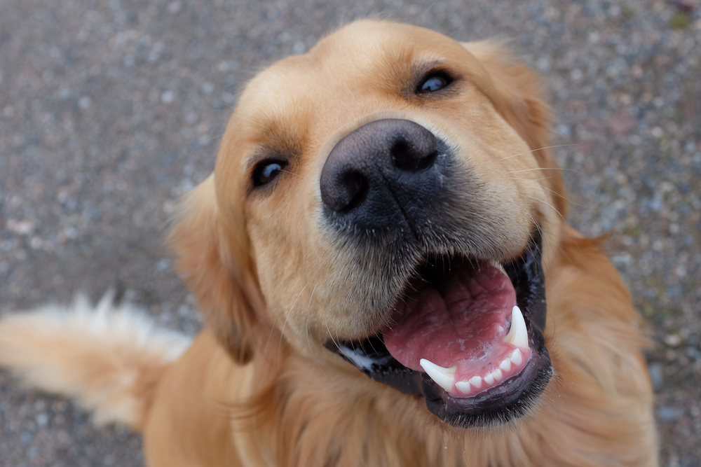 Need to find your dog? Use Alibaba-backed Megvii’s canine nose print recognition