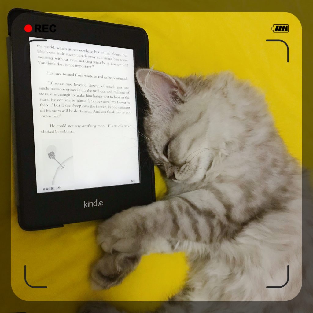 The purrfect business: How a cat lady’s love for felines turned into a USD 20 million enterprise