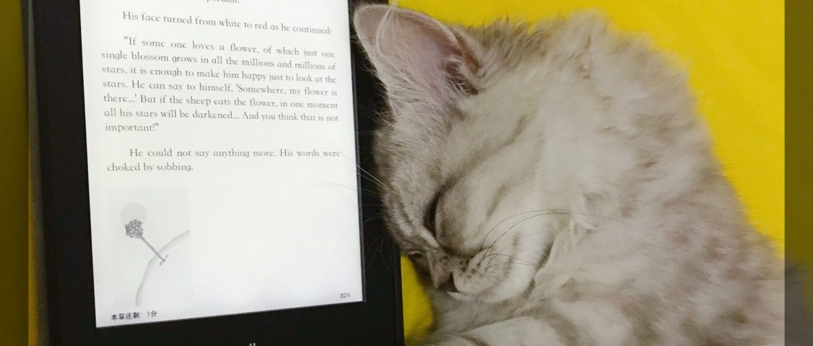 The purrfect business: How a cat lady’s love for felines turned into a USD 20 million enterprise