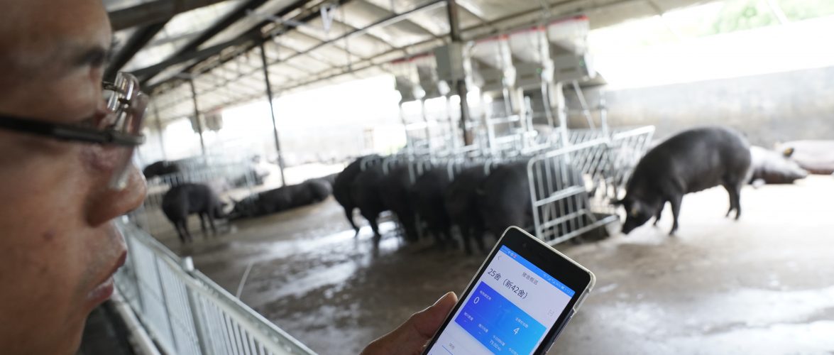 A worker at Jingqishen's pig farm checking on their pigs on his phone.