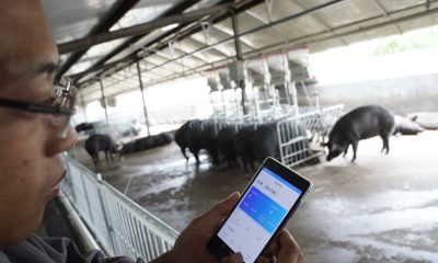 A worker at Jingqishen's pig farm checking on their pigs on his phone.