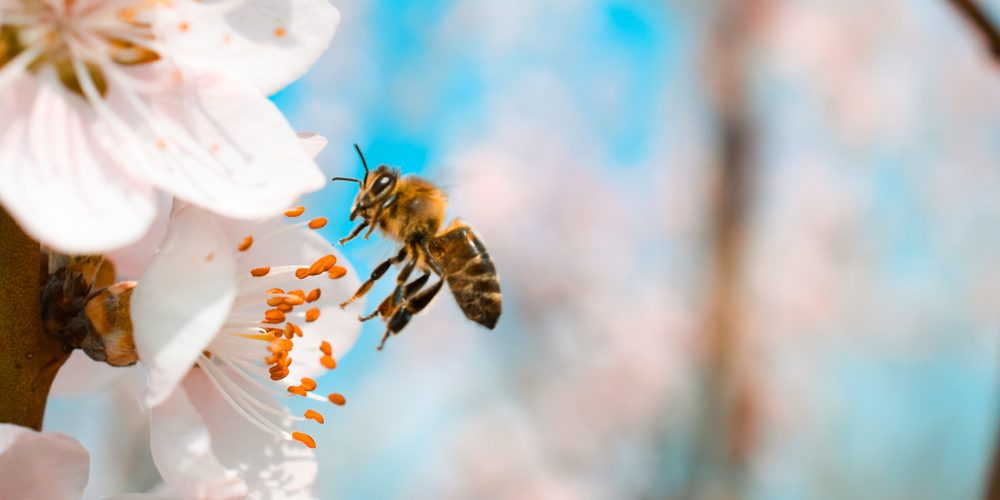 Photo: Shutterstock