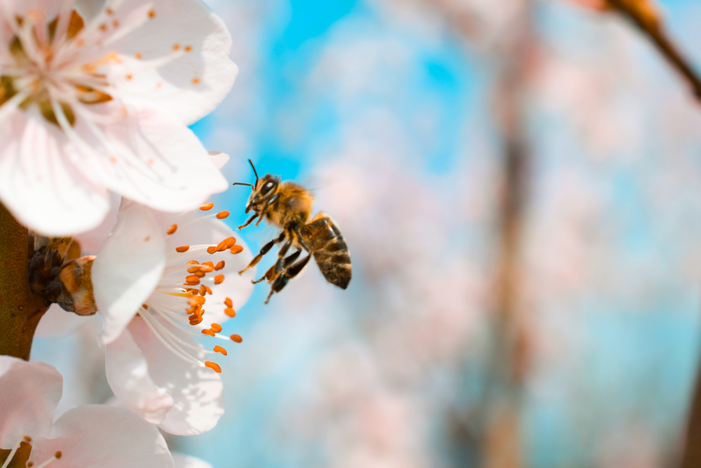 Alibaba’s AI beekeeping system to improve honey production by 20%