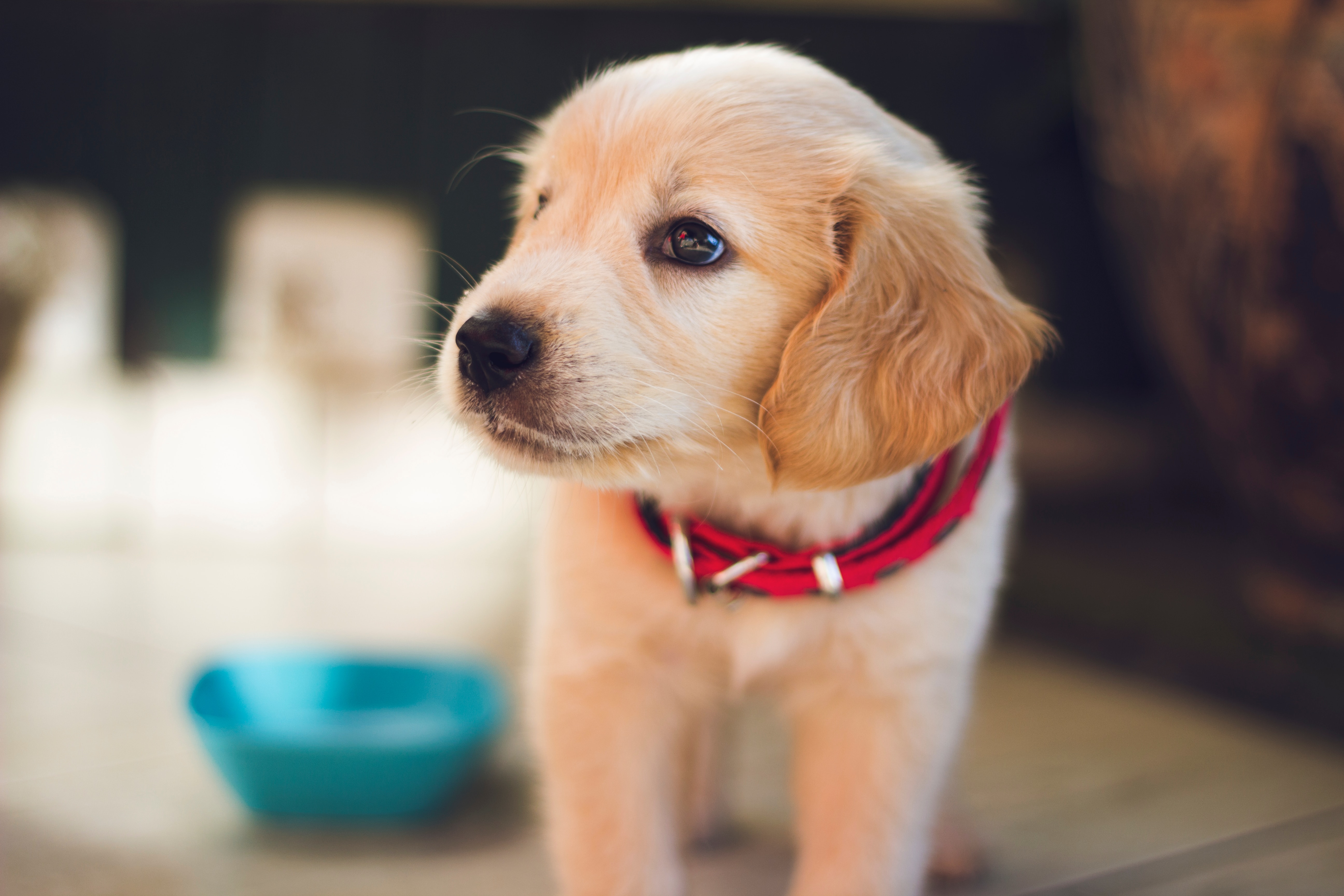 Digitizing the pet industry: Early Stage