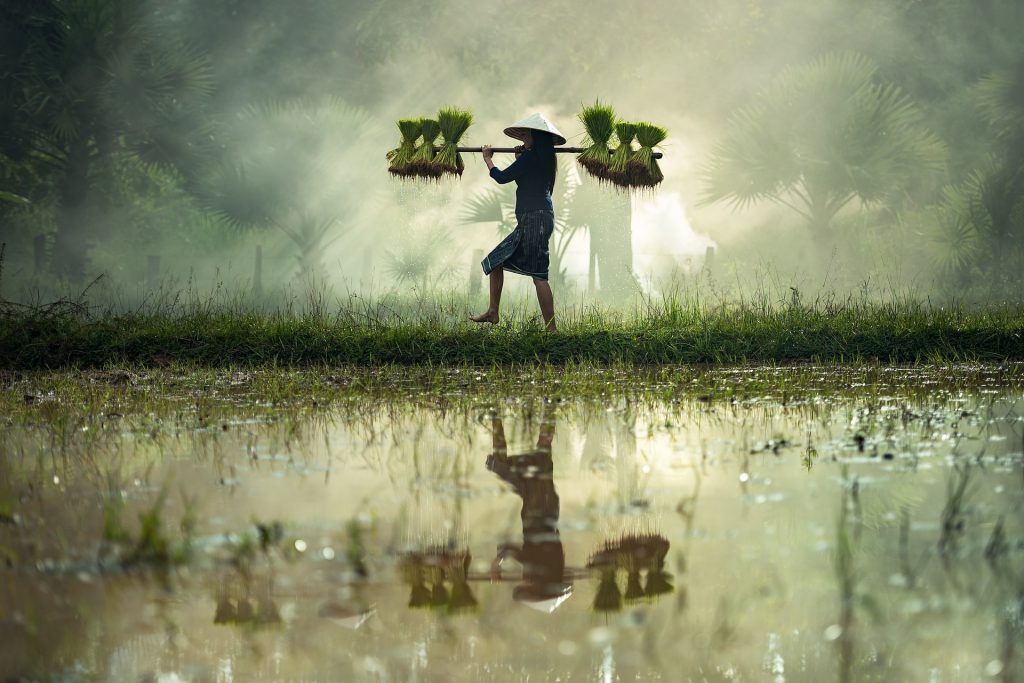 This tech startup is improving yields for farmers in rural Myanmar: Startup Stories