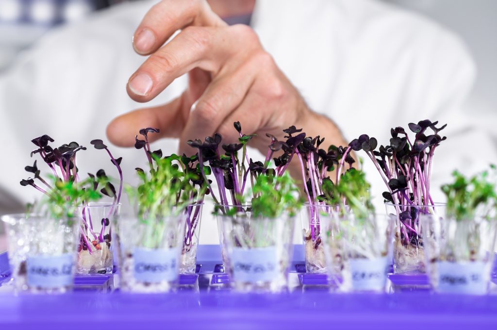 Hand of senior male tech selects a batch of cress-salat for quality control. Source: Shutterstock. 