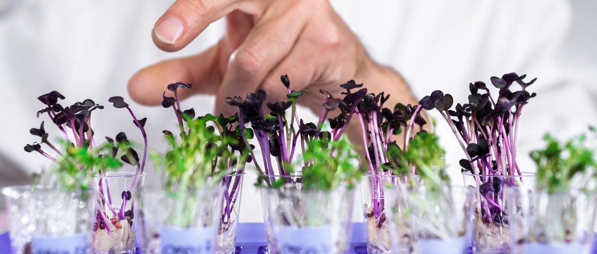 Hand of senior male tech selects a batch of cress-salat for quality control. Source: Shutterstock. 