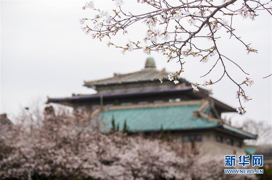 Wuhan’s famous cherry blossoms bloom online as coronavirus curtails travel