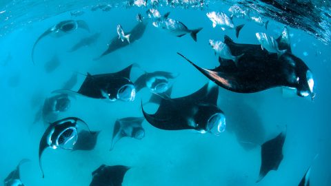 Several Manta Rays feeding near surface with school of Blue Seachub, Kyphosus cinerascens, Baa Atoll, Maldives