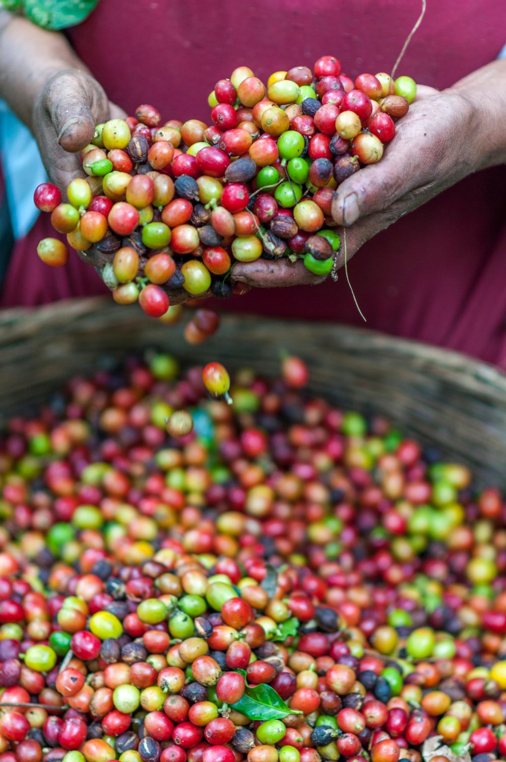 Coffee farmer- Photo by Rodrigo Flores on Unsplash