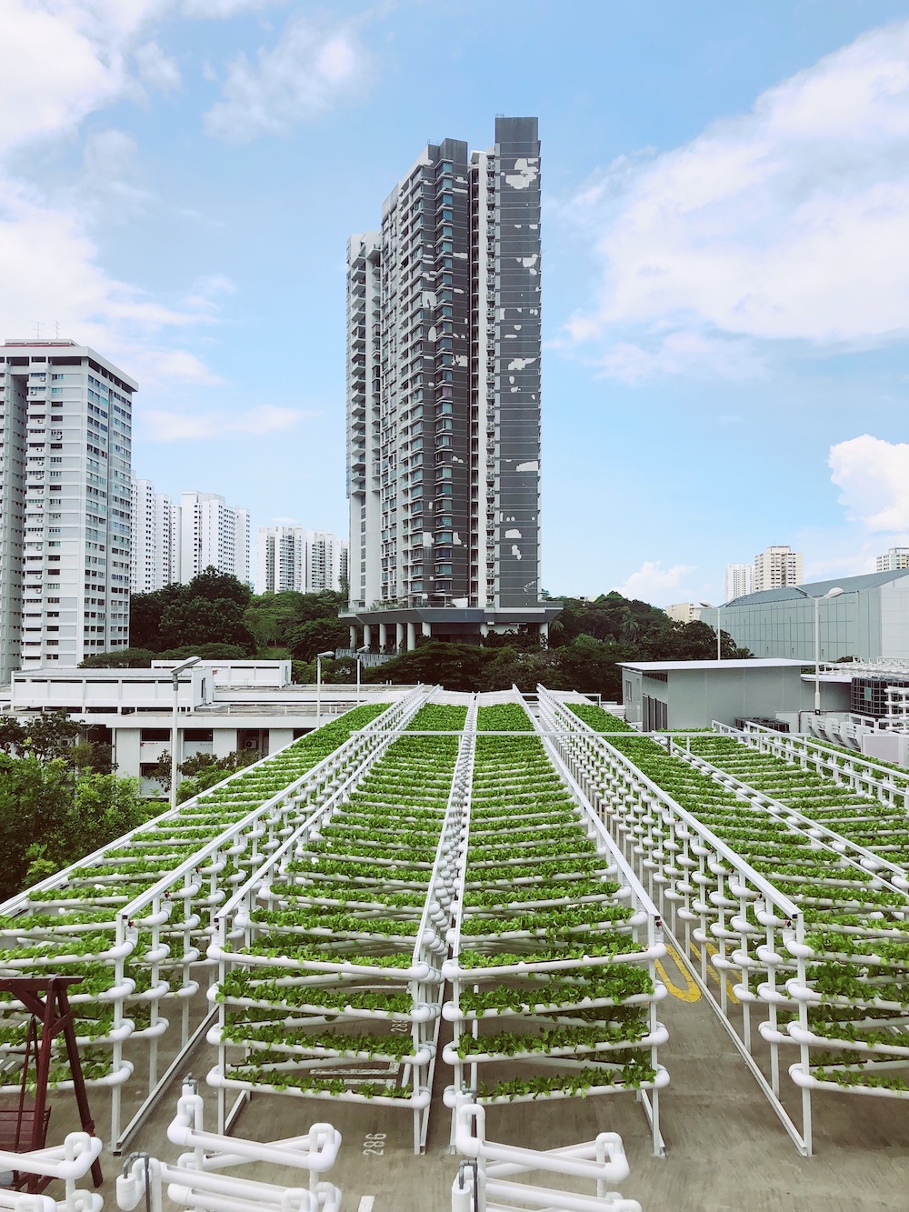 Farm to fork This millennial urban farmer grows vegetables on carpark