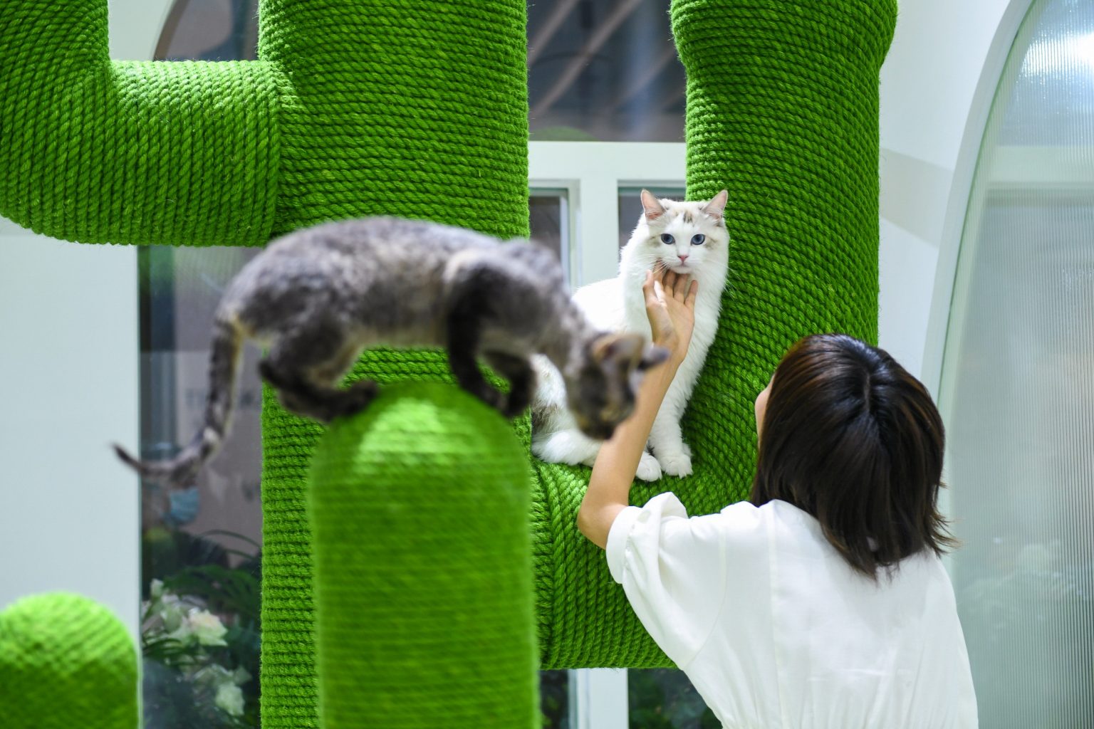 Vetreska is bringing fashionable goods for your pets: Startup Stories ...