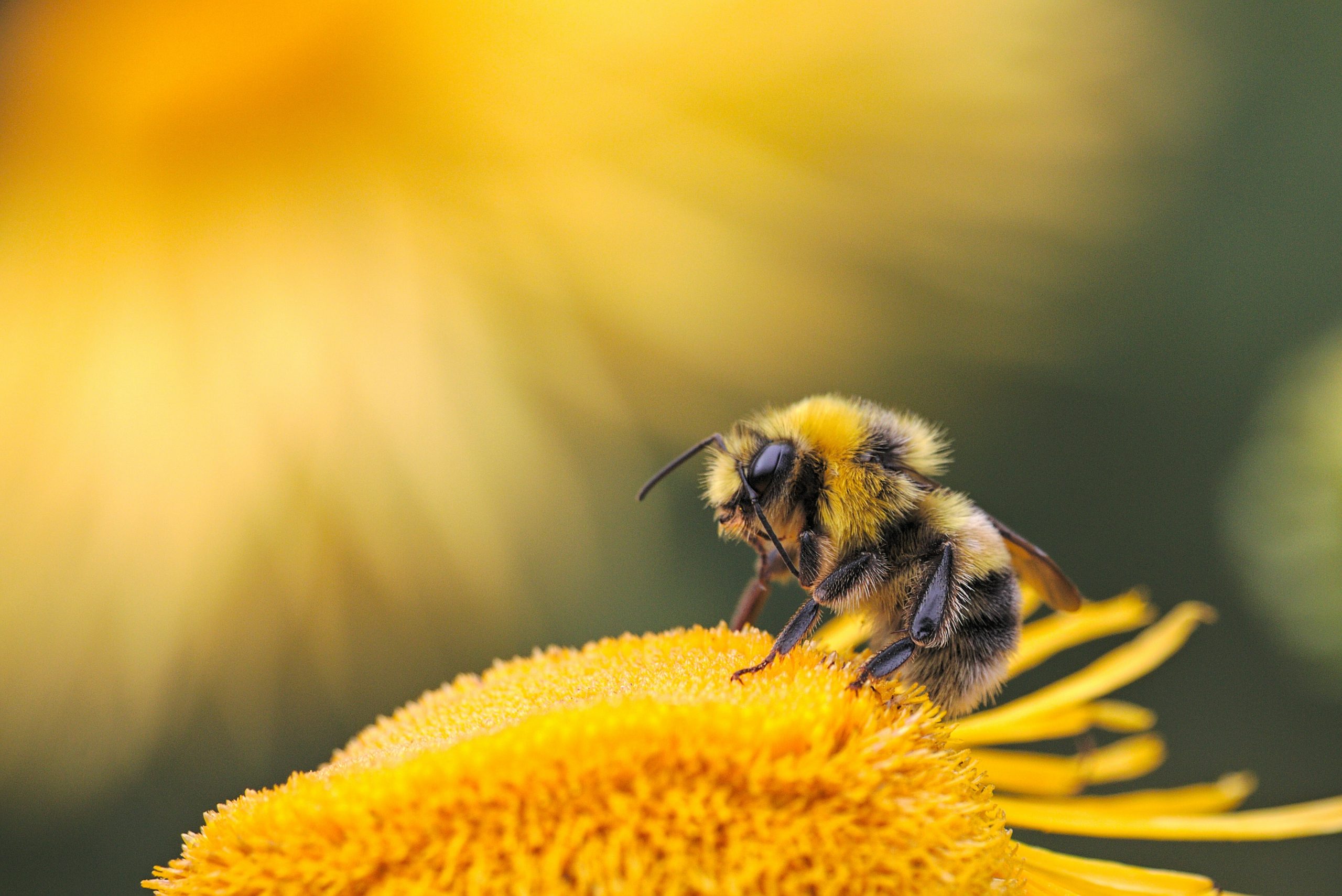 Here are seven Israeli bee tech firms protecting bee populations and global agriculture