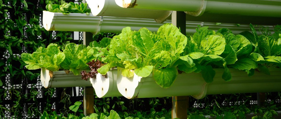 Technology has redefined the way we produce food: Q&amp;A with John Vaske, head of agribusiness at Temasek
