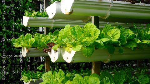 Technology has redefined the way we produce food: Q&amp;A with John Vaske, head of agribusiness at Temasek