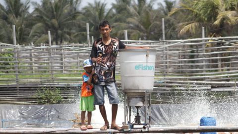 Fish farmer using eFishery product. Photo courtesy of eFishery.