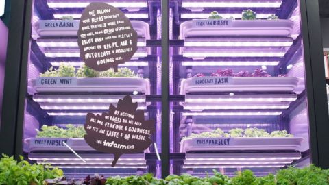 Infarm's urban farming system at M&S. Photo by Samuel Cane. Courtesy of Marks & Spencer via NoCamels.