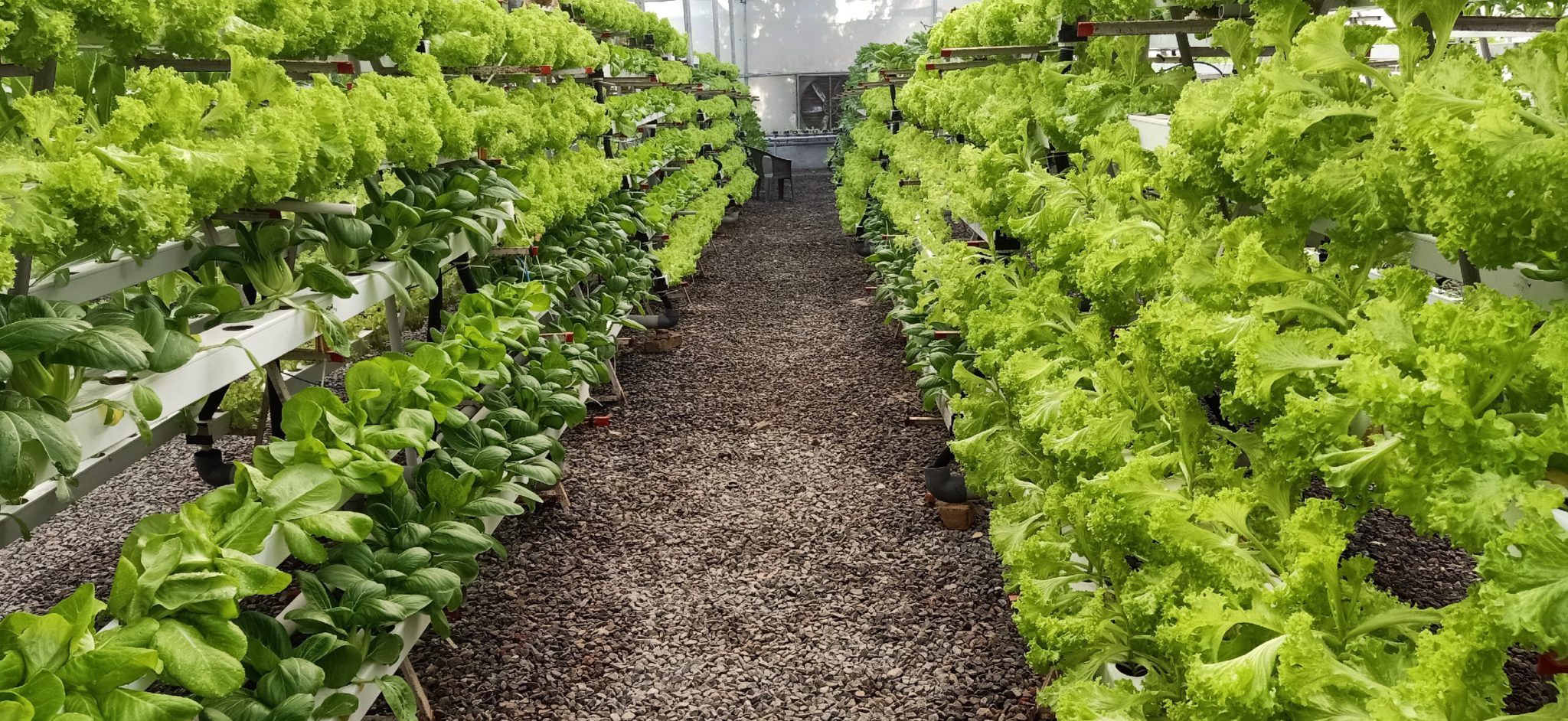 Hydroponics or Aquaponics - krishicenter