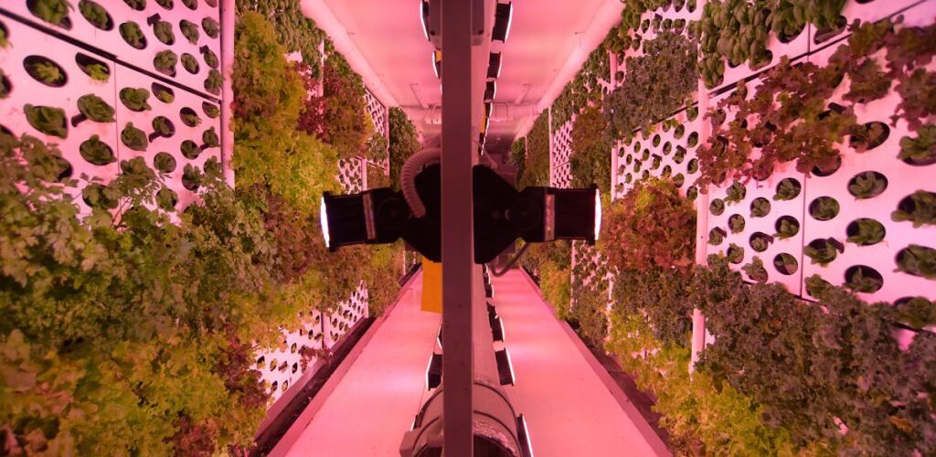 Vertical Field’s farms are grown on "green walls." Photo by Garu Nalbandian. COurtesy of Vertical Field via NoCamels.