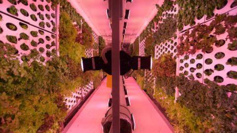 Vertical Field’s farms are grown on "green walls." Photo by Garu Nalbandian. COurtesy of Vertical Field via NoCamels.