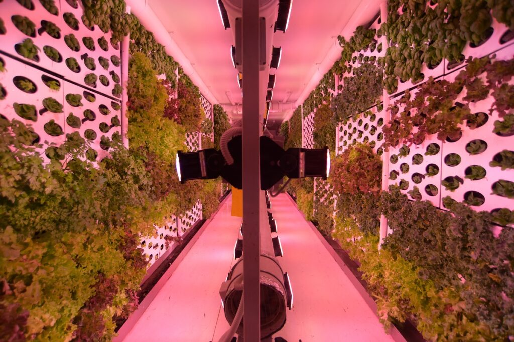 Vertical Field signs deal to deploy vertical farms in United Arab Emirates