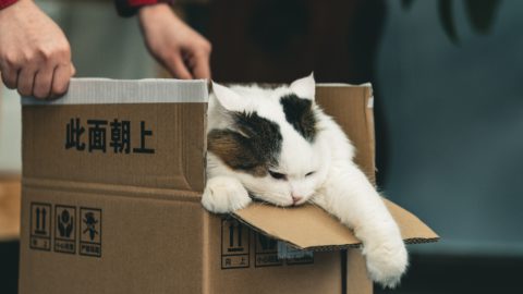 Photo credit: Unsplash. 