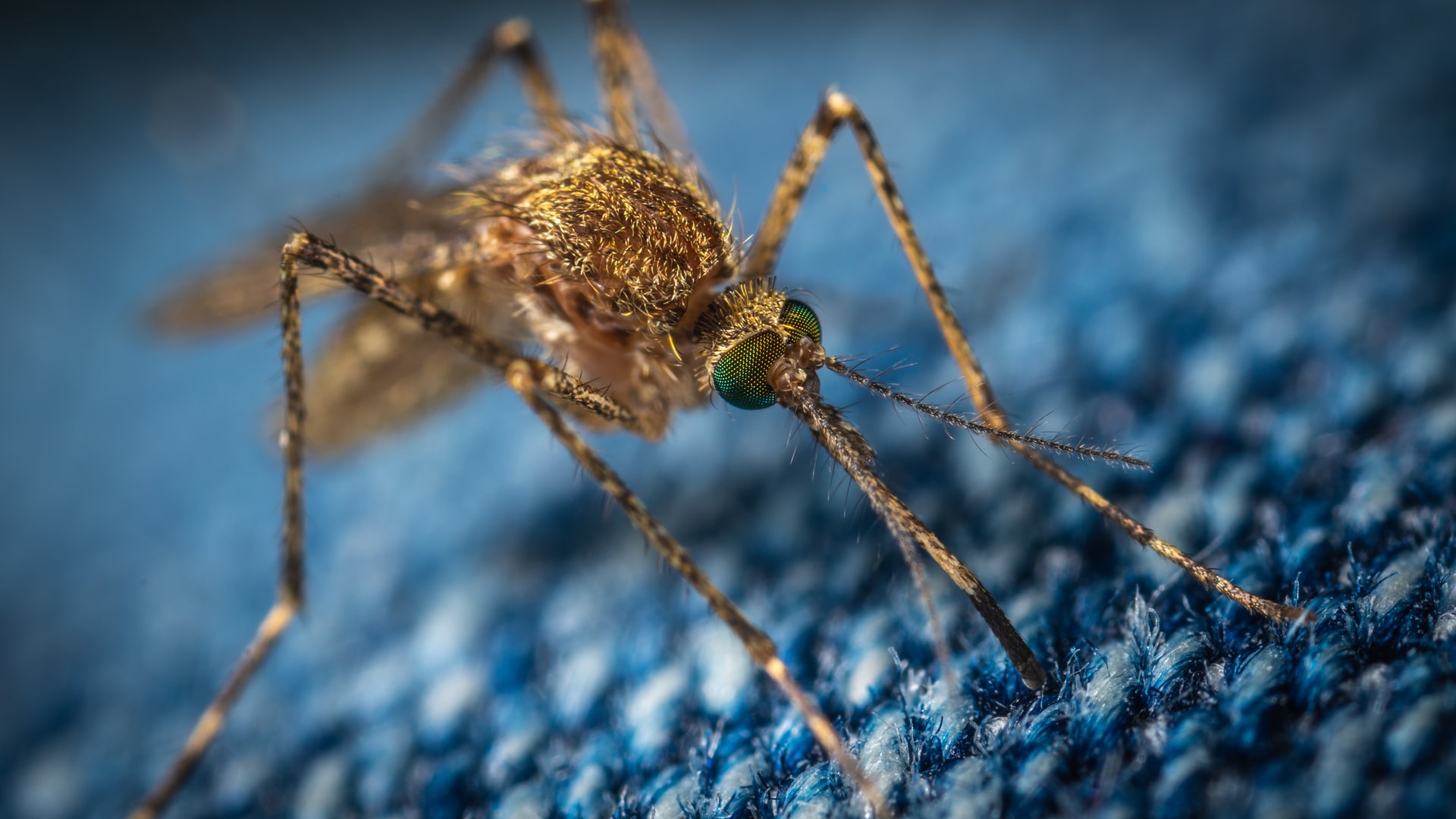 Diptera.ai raises USD 3 million to curtail mosquito population using AI