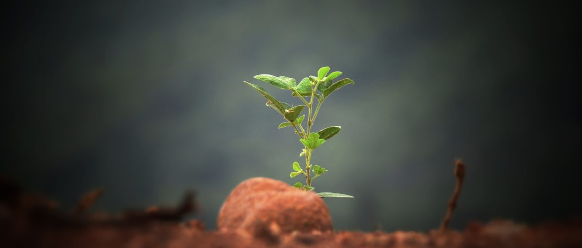 Sushobhan Badhai on Unsplash