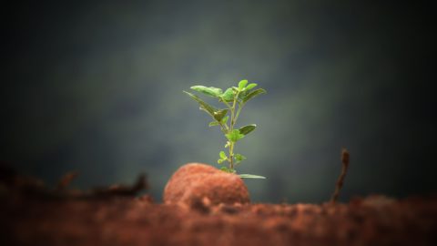 Sushobhan Badhai on Unsplash