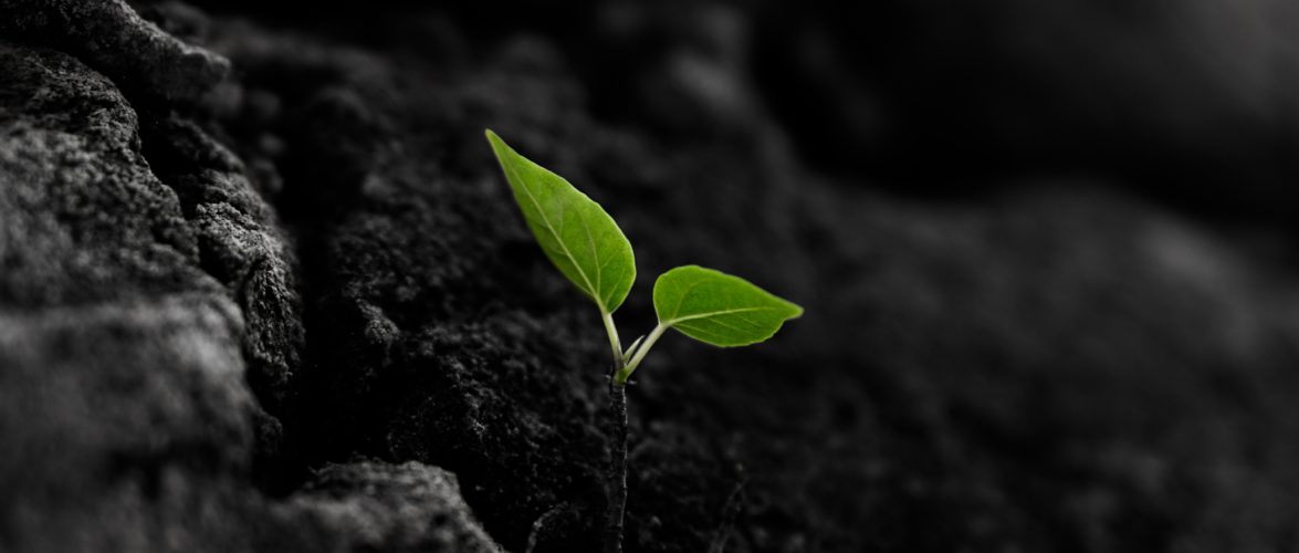 Majharul Islam on Unsplash