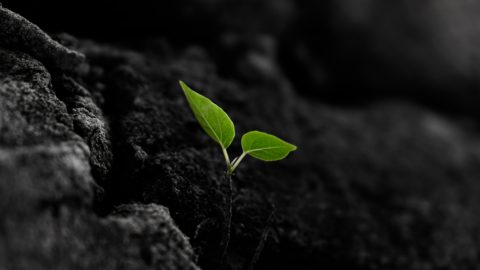 Majharul Islam on Unsplash