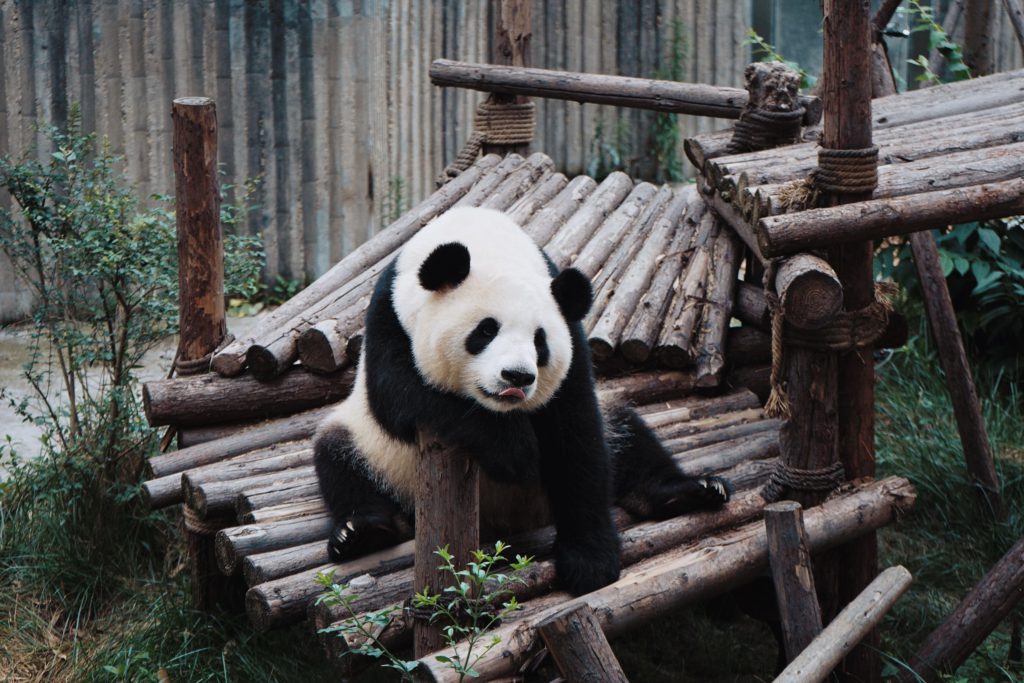 chengdu panda