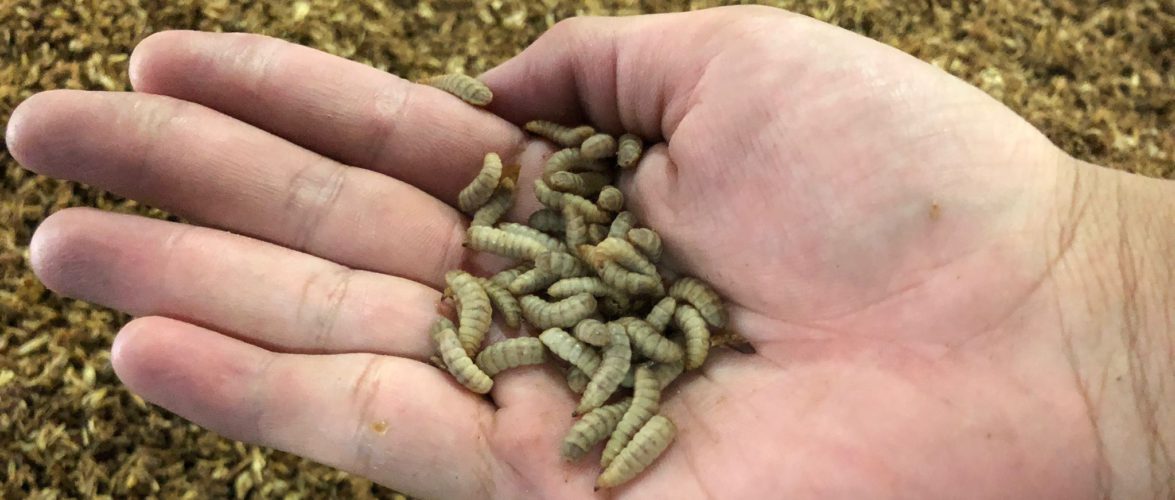 Black soldier fly larvae that is grown as aquafeed and pet food. Courtesy of Insect Feed Technologies.