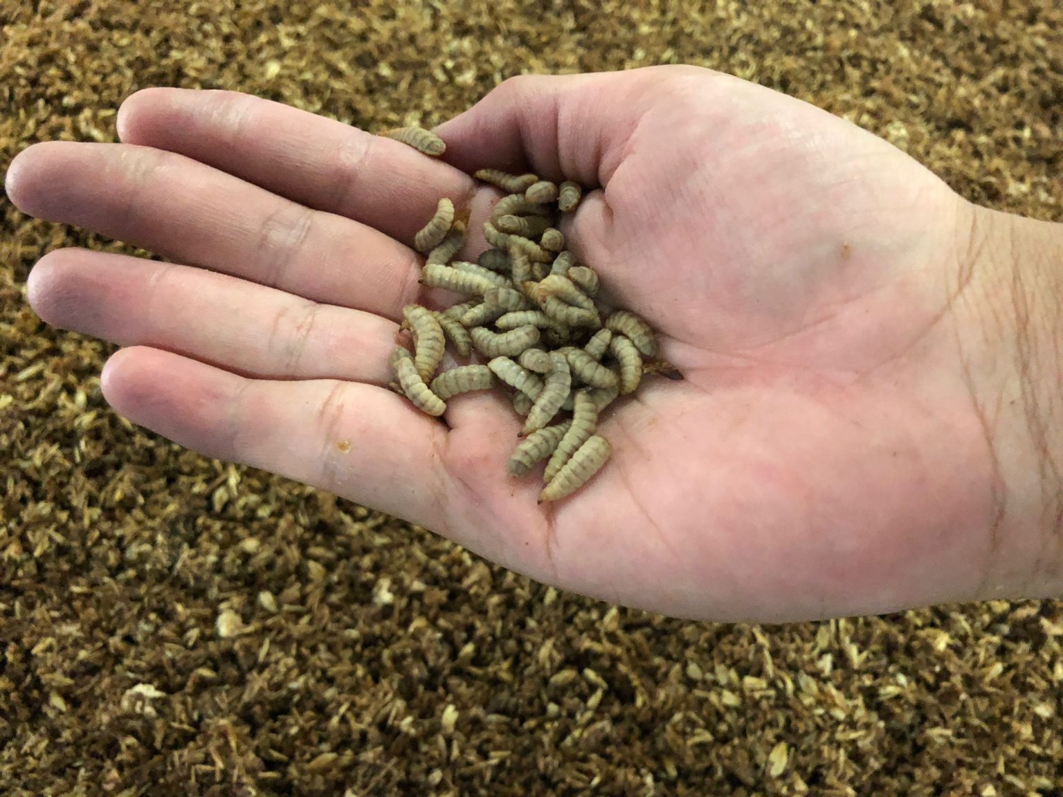 Black soldier fly larvae that is grown as aquafeed and pet food. Courtesy of Insect Feed Technologies.