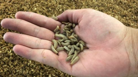Black soldier fly larvae that is grown as aquafeed and pet food. Courtesy of Insect Feed Technologies.