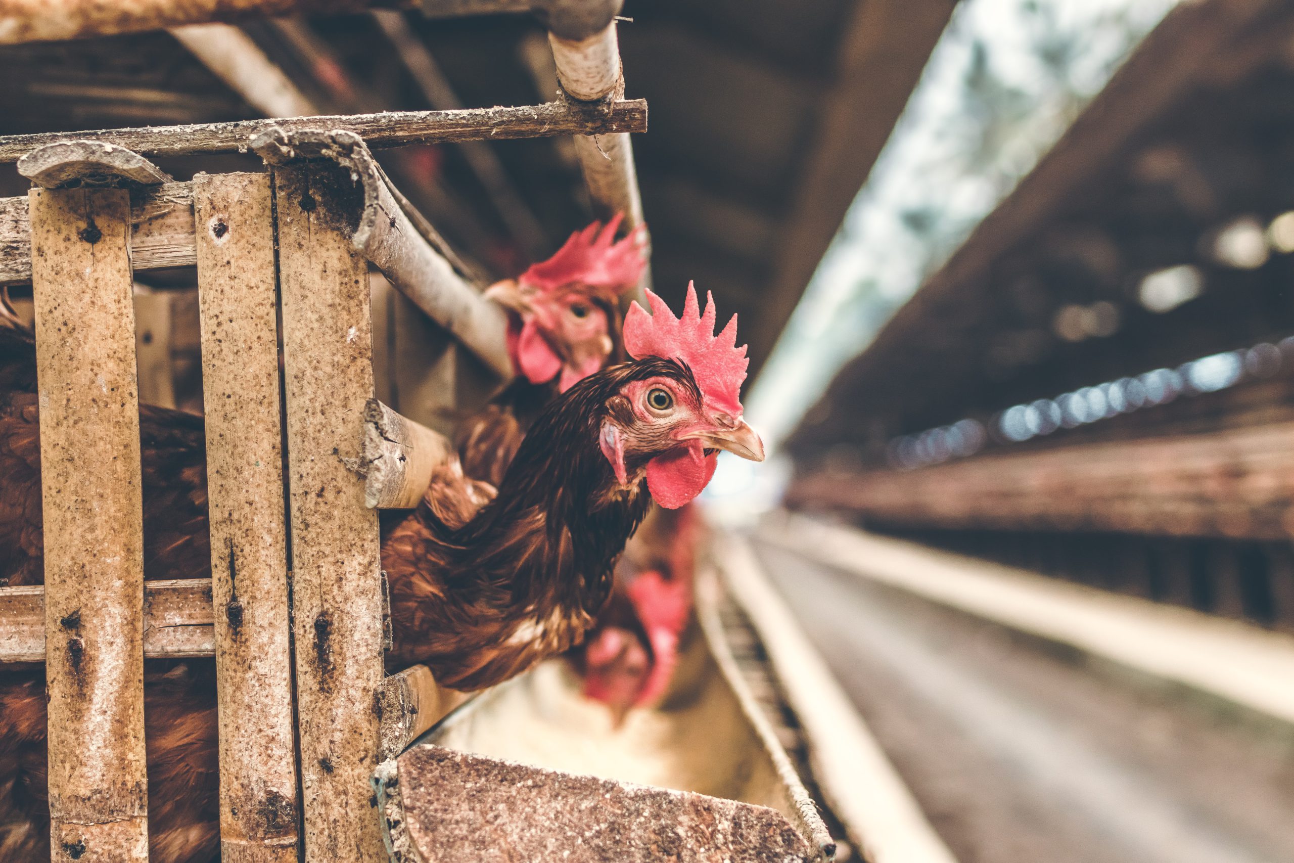 Baku uses data analytics and IoT hardware to improve poultry farming processes